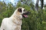 KANGAL 045